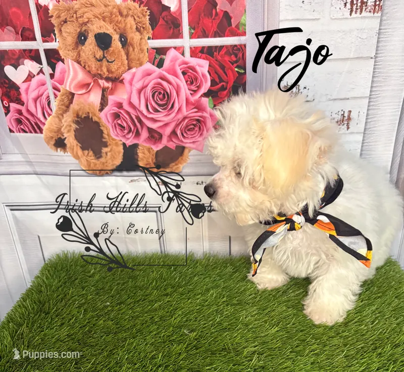 Tajo – Maltese, Shih Tzu puppy for sale in Dover, FL
