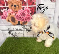 Tajo, a female Maltese and Shih Tzu for sale in Dover, FL – 1 of 7