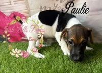 Paulie, a male Jack Russell Terrier for sale in Dover, FL – 2 of 5