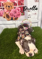 Quella, a female Boston Terrier for sale in Dover, FL – 8 of 10