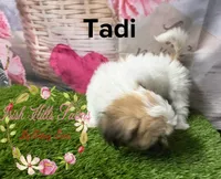 Tadi, a female Maltese and Shih Tzu for sale in Dover, FL – 3 of 3
