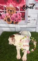Opal, a female Jack Russell Terrier for sale in Dover, FL – 5 of 9