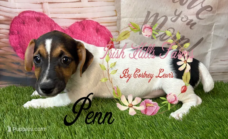 Penn – Jack Russell Terrier puppy for sale in Dover, FL