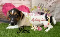 Penn, a male Jack Russell Terrier for sale in Dover, FL – 1 of 5