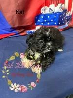 Kat, a female Maltese and Shih Tzu for sale in Dover, FL – 6 of 6