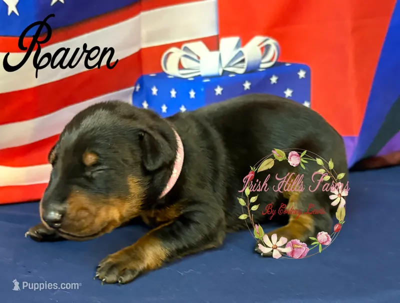 Raven – Doberman Pinscher puppy for sale in Dover, FL