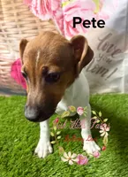 Pete, a male Jack Russell Terrier for sale in Dover, FL – 3 of 5