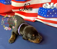 Nova, a female Doberman Pinscher for sale in Dover, FL – 2 of 6