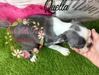 Qualls, a female Boston Terrier for sale in Dover, FL – 4 of 8