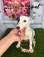Opal, a female Jack Russell Terrier for sale in Dover, FL – 3 of 9