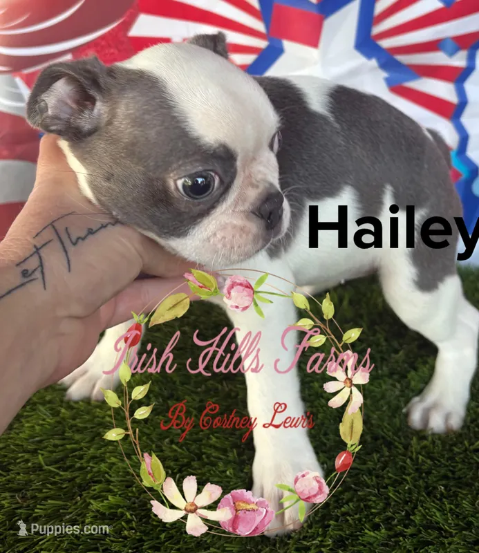 Hailey – Boston Terrier puppy for sale in Dover, FL