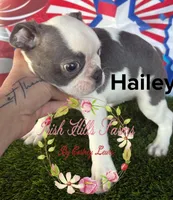 Hailey, a female Boston Terrier for sale in Dover, FL – Photo 1 of 3