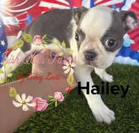 Hailey, a female Boston Terrier for sale in Dover, FL – Photo 2 of 3
