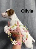 Olivia, a female Jack Russell Terrier for sale in Dover, FL – 8 of 8