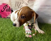 Peter, a male Jack Russell Terrier for sale in Dover, FL – 6 of 6