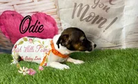 Odie, a female Jack Russell Terrier for sale in Dover, FL – 2 of 9