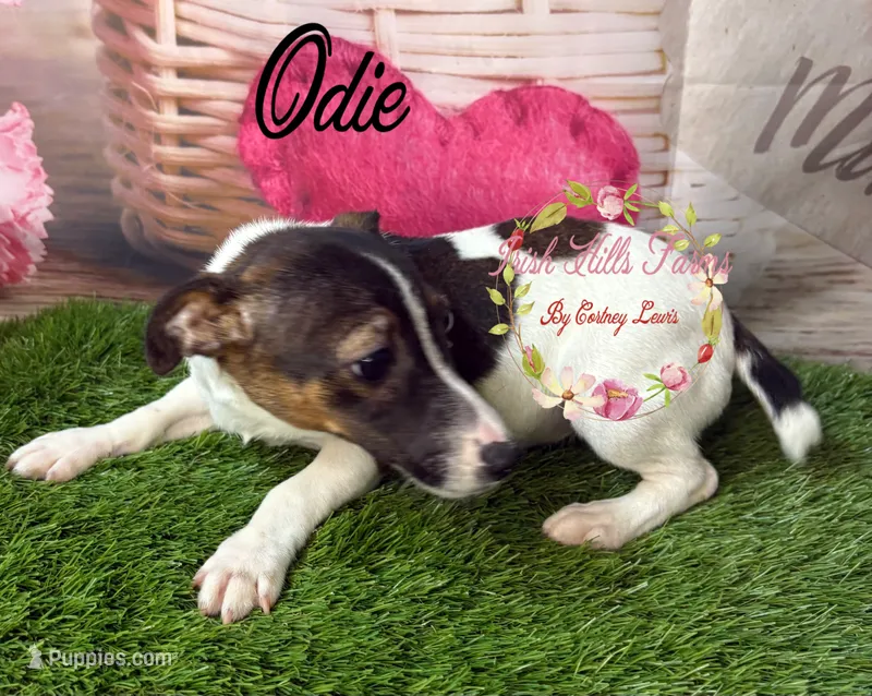 Odie – Jack Russell Terrier puppy for sale in Dover, FL