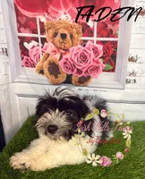 Taden, a male Maltese and Shih Tzu for sale in Dover, FL – 5 of 7