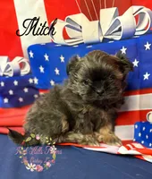 Mitch, a male Shih Tzu for sale in Dover, FL – 2 of 8