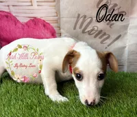 Odan, a male Jack Russell Terrier for sale in Dover, FL – 1 of 6