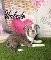 Umberto, a male Boston Terrier for sale in Dover, FL – 3 of 6