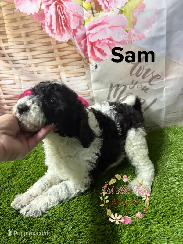 Sam  – Poodle - Miniature  puppy for sale in Dover, FL