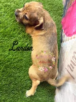 Landon, a male Jack Russell Terrier and Shih Tzu for sale in Dover, FL – 9 of 9