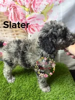 Slater, a male Poodle - Miniature  for sale in Dover, FL – 6 of 6