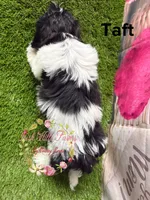 Taft, a male Maltese and Shih Tzu for sale in Dover, FL – 6 of 6