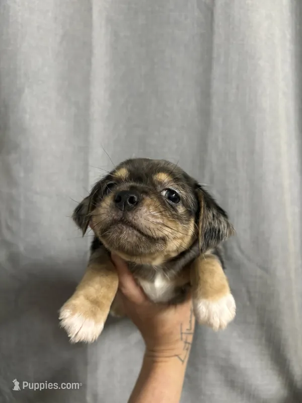 Laela – Jack Russell Terrier, Shih Tzu puppy for sale in Dover, FL