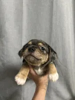 Laela, a female Jack Russell Terrier and Shih Tzu for sale in Dover, FL – 1 of 5