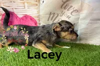 Lacey, a female Jack Russell Terrier and Shih Tzu for sale in Dover, FL – 3 of 7
