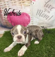 Umberto, a male Boston Terrier for sale in Dover, FL – 4 of 6