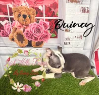 Quincy, a male Boston Terrier for sale in Dover, FL – 4 of 9