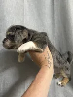 Lacey, a female Jack Russell Terrier and Shih Tzu for sale in Dover, FL – 2 of 3