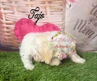 Tajo, a female Maltese and Shih Tzu for sale in Dover, FL – 2 of 5