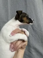 Odie, a female Jack Russell Terrier for sale in Dover, FL – 2 of 6