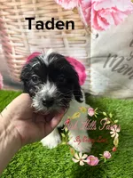 Taden, a male Maltese and Shih Tzu for sale in Dover, FL – 1 of 3