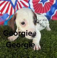 Georgie, a male Jack Russell Terrier for sale in Dover, FL – Photo 3 of 4