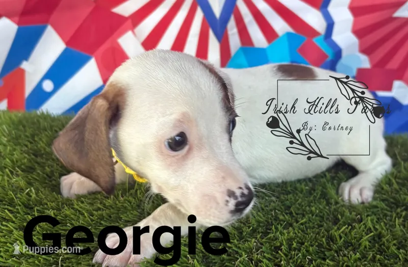 Georgie – Jack Russell Terrier puppy for sale in Dover, FL