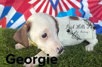 Georgie, a male Jack Russell Terrier for sale in Dover, FL – Photo 1 of 4