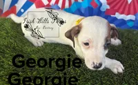 Georgie, a male Jack Russell Terrier for sale in Dover, FL – Photo 2 of 4