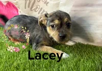 Lacey, a female Jack Russell Terrier and Shih Tzu for sale in Dover, FL – 4 of 7