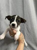 Odie, a female Jack Russell Terrier for sale in Dover, FL – 5 of 6