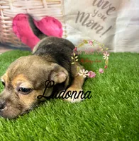 Ladonna, a female Jack Russell Terrier and Shih Tzu for sale in Dover, FL – 3 of 4