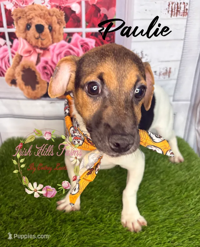 Paulie – Jack Russell Terrier puppy for sale in Dover, FL