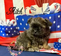 Mitch, a male Shih Tzu for sale in Dover, FL – 3 of 8