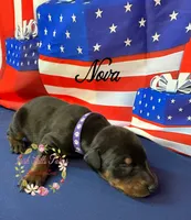 Nova, a female Doberman Pinscher for sale in Dover, FL – 3 of 6