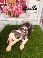 Quella, a female Boston Terrier for sale in Dover, FL – 3 of 10
