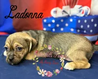 Ladonna, a female Jack Russell Terrier and Shih Tzu for sale in Dover, FL – 5 of 6